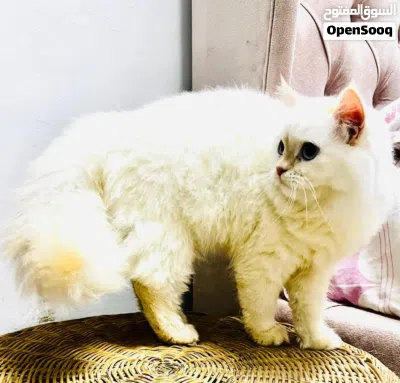Female Himalayan Doll Face Cat for sale 4