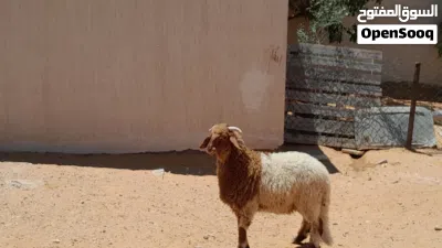 2خرفان وطنيات مشالله عمرهم ف6شهور ونص سليمات من العيوب والامراض.. 4