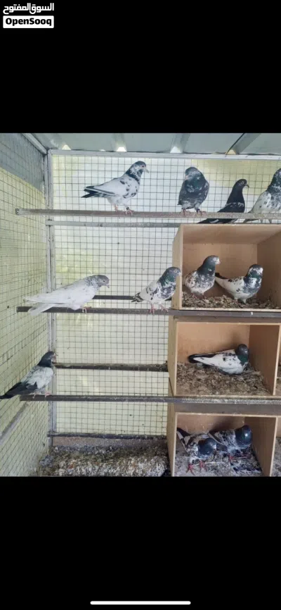 بيع طيورباكستاني انسال مختلفه وطيران 2