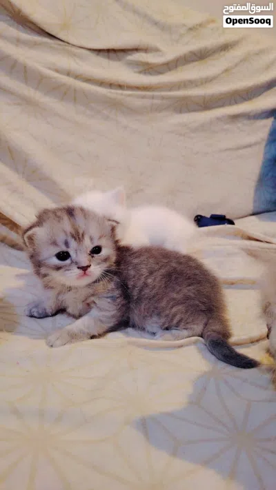 Persian cat 4
