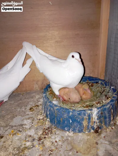 زوج زواجل بيض جواهن افراخ 3