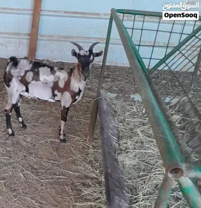 للبيع تيس صلالي 2