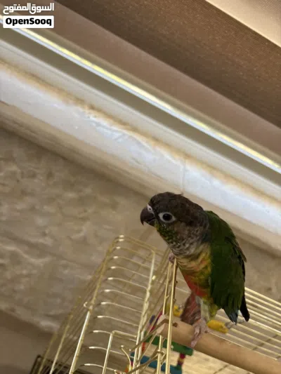 ببغاء الكنيور اخضر الخد(green cheek conure) 2