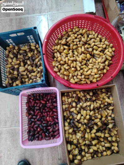 رطب وتمر نغال للبيع 4
