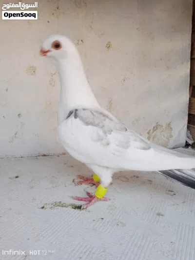 ما شاء الله مجموعه فراخ سعر على تلفون 2