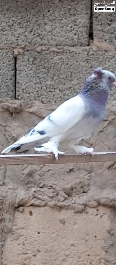 2ذكورا تاكلا 2