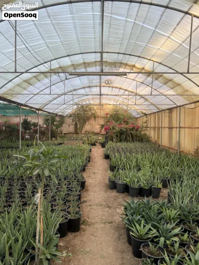 صبار ألوفيرا حجم وسط للبيع Aloe Vera Plant For Sale 2