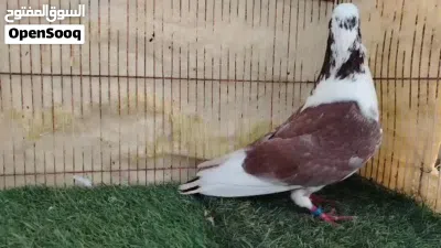 حمام لاحم الوزان 3