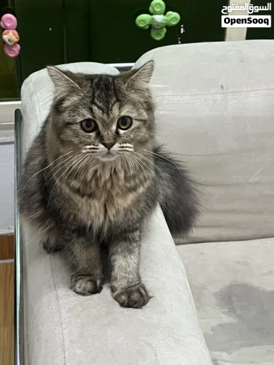 قطة فارسية صغيرة للبيع فقط (واتساب فقط) Persian Kitten for Sale Only (WhatsApp Only) 2