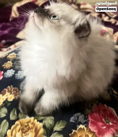 Himalayan kitten for sale 3