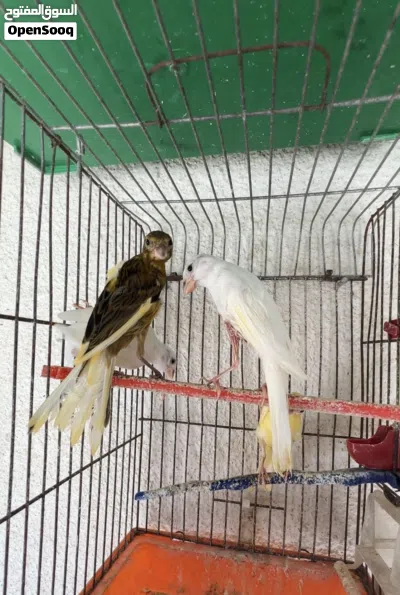 مخاليف بناديق نخب 3