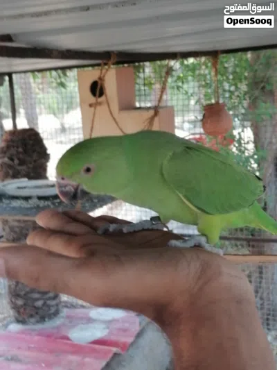 ببغاء دره للبيع اليفات 3