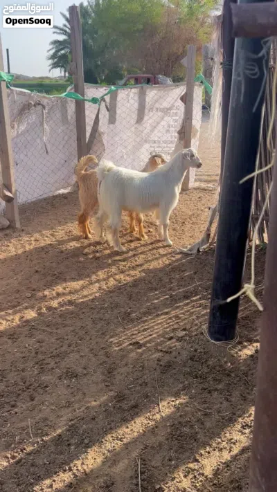 مشروع فحل جامودي 2
