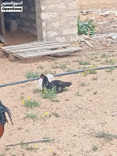 دجاج ربي يبارك 4