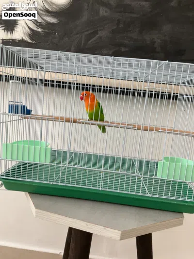 Fischer lovebird for sale 4