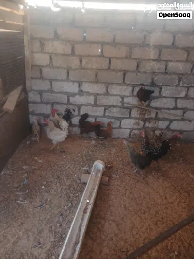 دجاج عربي للبيع 2