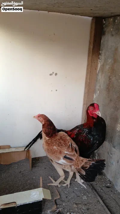 زوج دجاج باكستاني ميوالي 3