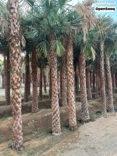 wax palm trees(copernicia for Sale 3