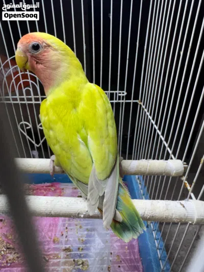 undefined 2