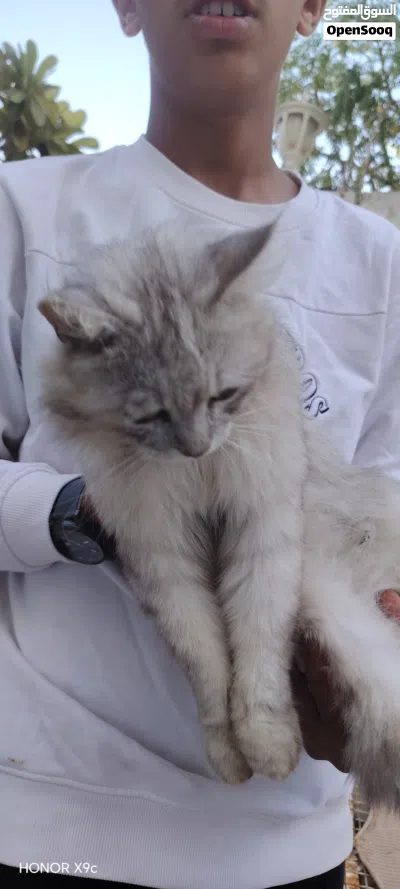 قطه شيرازي للبيع جميل ولطيف 4