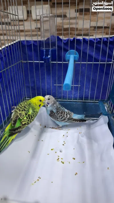 عصفور حب بادجي 3