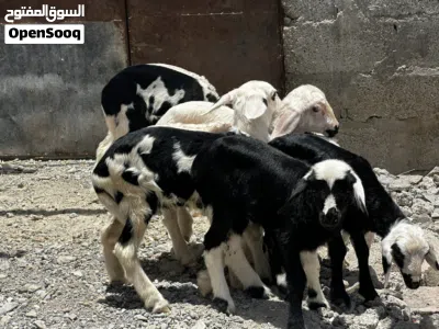 كبش و حملات 2