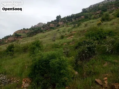 عقار مميز في صنين للبيع 2