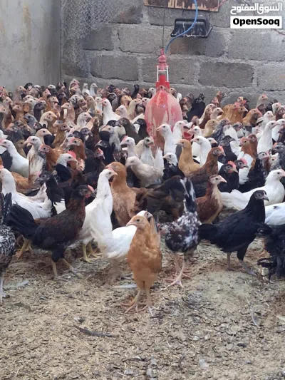 دجاج عمانيه أحجام ممتازة جدا 2