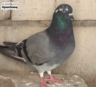 متاح 2 حمام 2