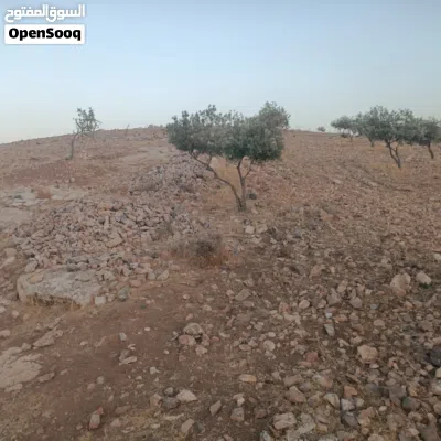 قطعة بجرش بسعر مغري الدونم بـ 4000 دينار 3