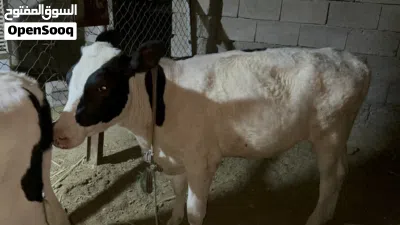 بجر حلوه ونوعية ارتفاع خمس بلوكات عمرها اكثر من 5 اشهر مال جني ورباط 4