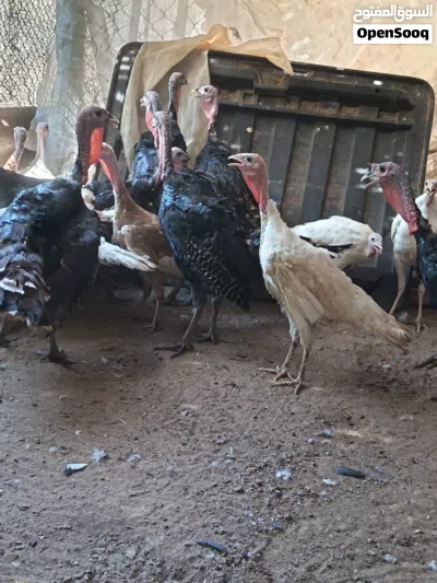 للبيع طيور حبشيه ودجاج رومي وبط 4