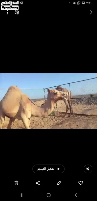 جعود للبيع 2