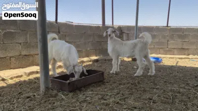 جدايه من حلال الجواميد 4