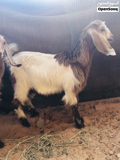 2عنياق البيع 2