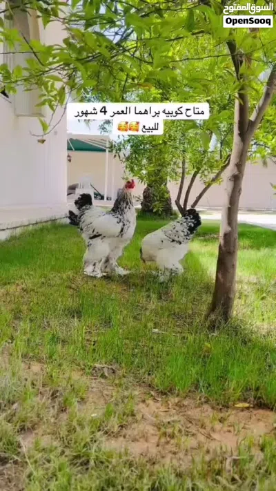 متوفر كوبياه برهما 2