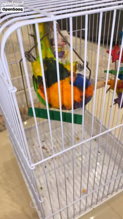 لوري للبيع 3