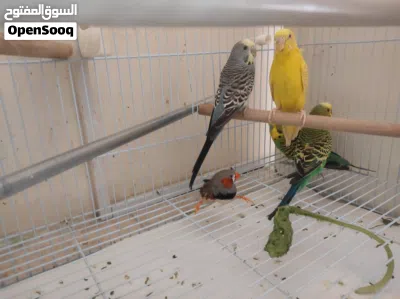 birds with cage and 2 months of food 2