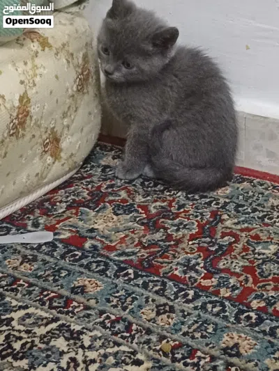 قطة سكوتش ستريت أصلية أنثى 4