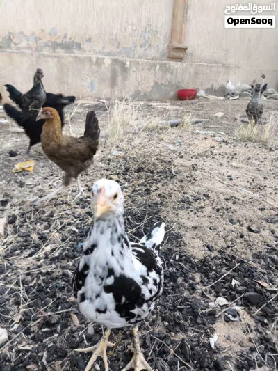 فلاليس للبيع اقرا الوصف 3