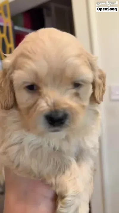 Shih-poo شيه-بو 2