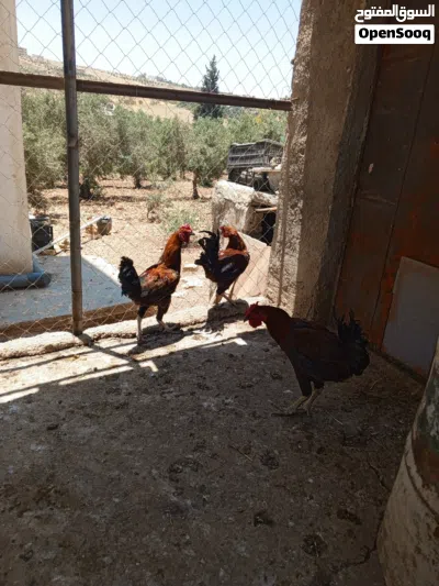 موجود ثلاث ديوك بلدي بصلى على النبي عمر سنه حجم ونضافه 2