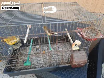 انثي كناري تحتها 2 بيض في صحة جيدة والبيع بالقفص بالحضانة وجميع محتويتاتة 2