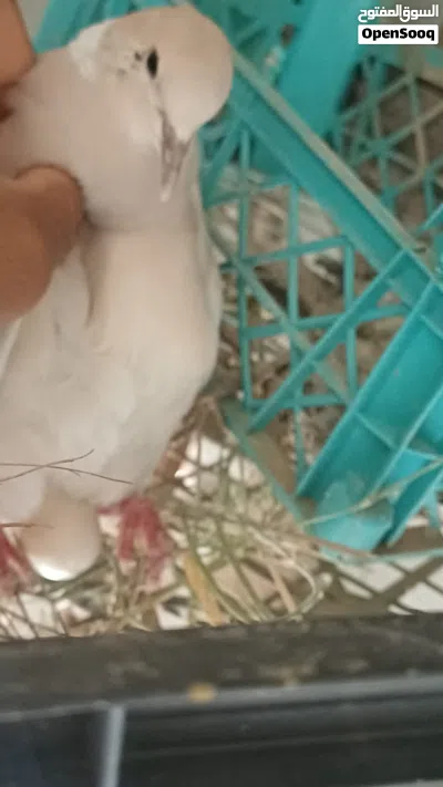 للبيع محميه طيور أقرى الوصف اول شي 3