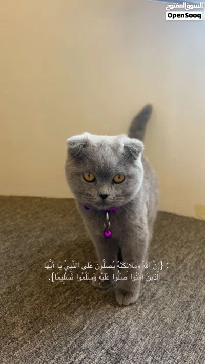 أنثى سكوتش فولد مستوى ممتاز. 4