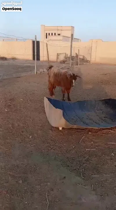 شاه من حلال بني سعيد أموره طيبه فول سمنه 4