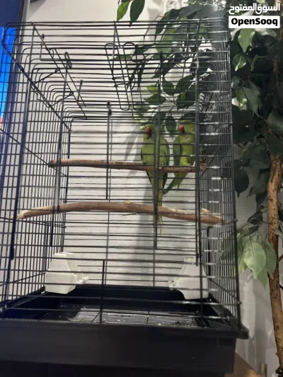2 indian green ringneck parrots with cage 4