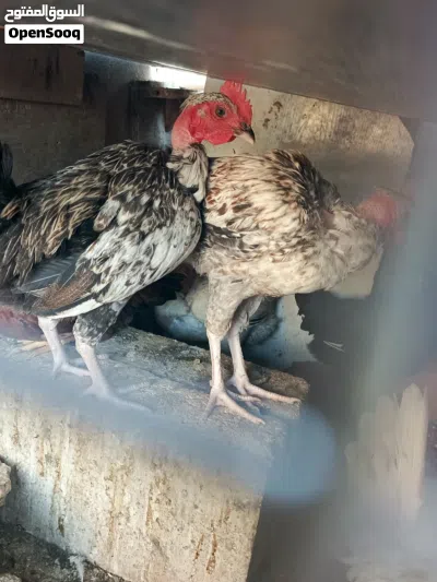 5 ديوك للبيع 3