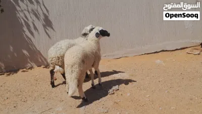 2فطايم وطنيات 7شهور سلاله ربي يبارك سليمات من العيوب والامراض متع تربيه او موس لبيدبح.. 3