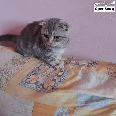 ايناث عمر شهرين 3